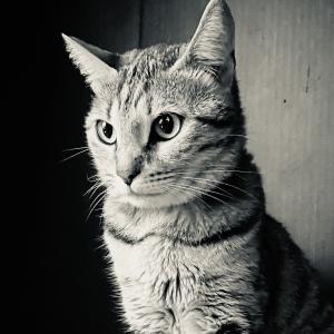 irirna_343434